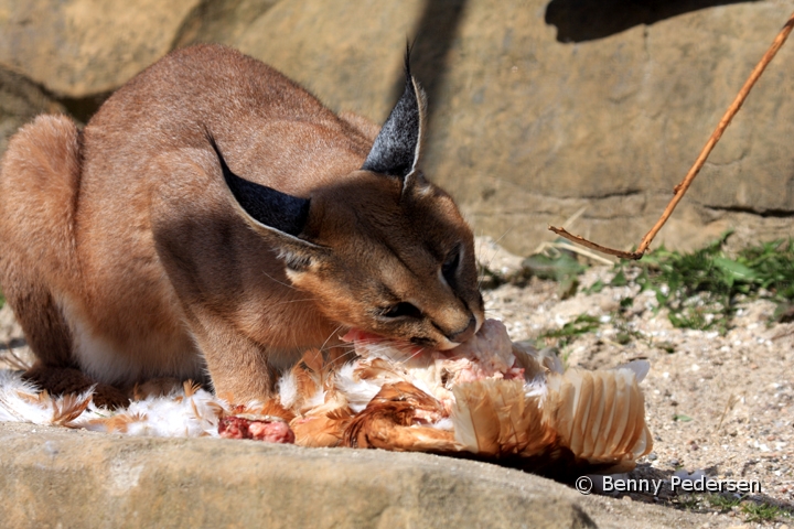 Karakal 2.jpg - Karakal (Caracal caracal)